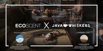 Java Whiskers Cat Café
