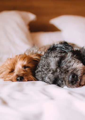 Two small dogs lying on a bed with white pillows and bedding.