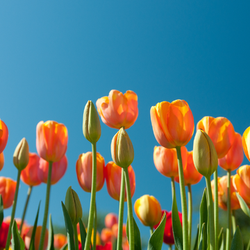 Spring Signature Scents Samples 6 x 2ml