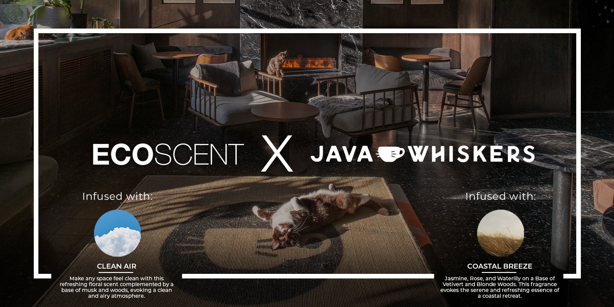 Java Whiskers Cat Café