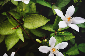 EcoScent - 