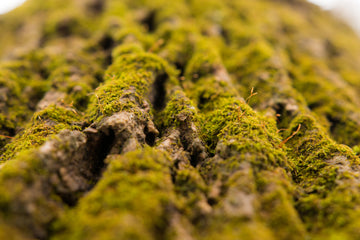 EcoScent - 