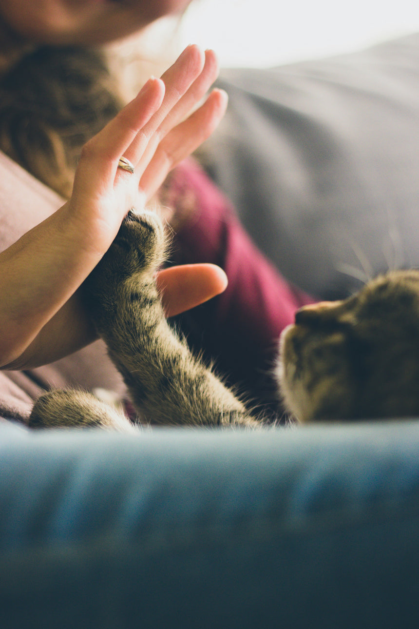 A person's hand reaching out to touch a cat's paw while sitting on a couch.